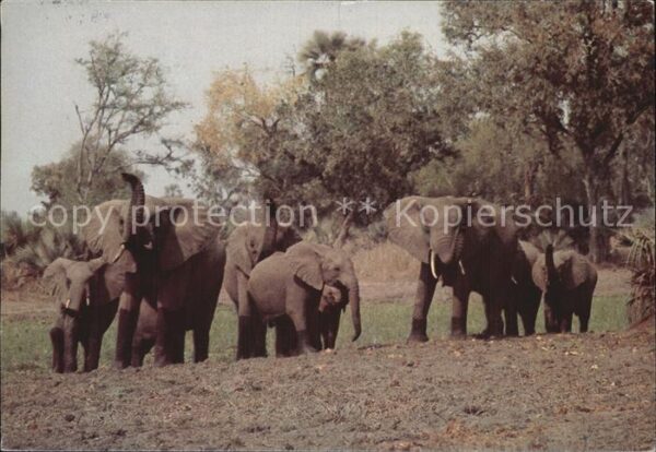 Elefant Hwange Zimbabwe