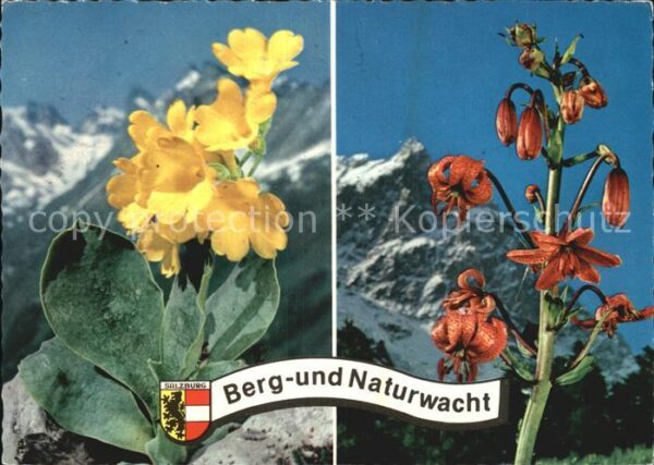 Blumen Gamsblume Aurikel Türkenbund