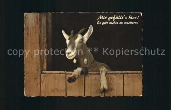 Ziege