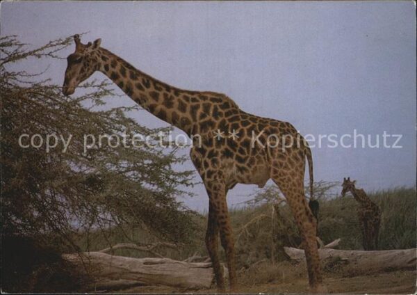 Giraffe Maasai Giraffe