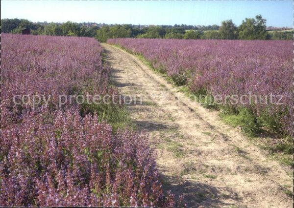 Blumen Feldweg Blühende Salbeifelder Freital
