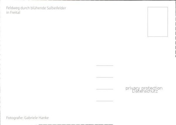 Blumen Feldweg Blühende Salbeifelder Freital – Bild 2