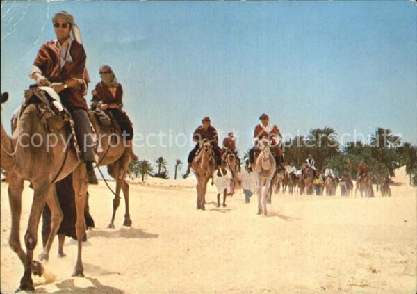 Kamel  Camel Chameau Tunisie Saharaausflug
