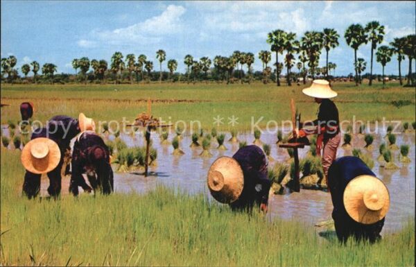 Thailand Cultivation of the Rice