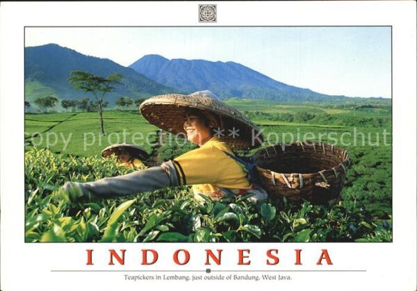 Lembang Teapickers just outside of Bandung West