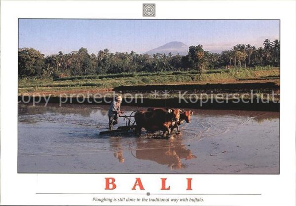 Bali Indonesien Ploughing is still done in the traditio