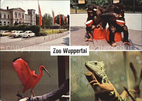 Wuppertal Zoo Schimpansen Ibis Leguan