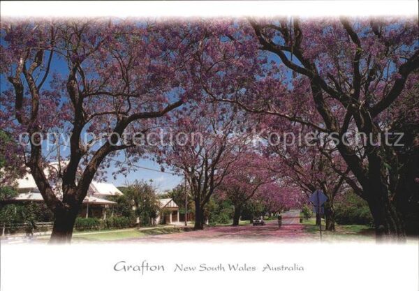 Grafton New South Wales Jacaranda Baumblüte