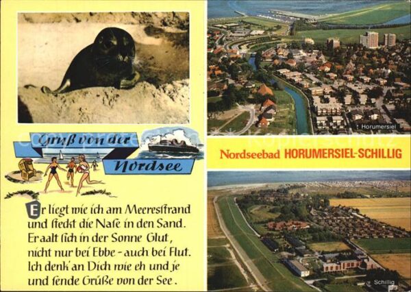 Horumersiel Schillig Seehund