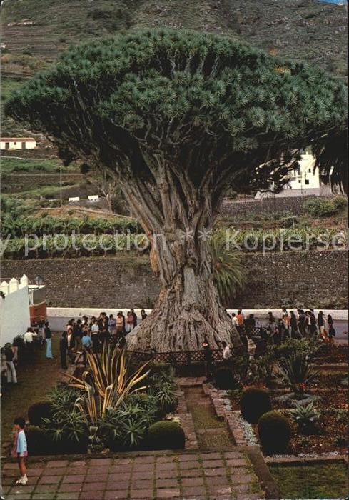 Tenerife Drago-Baum
