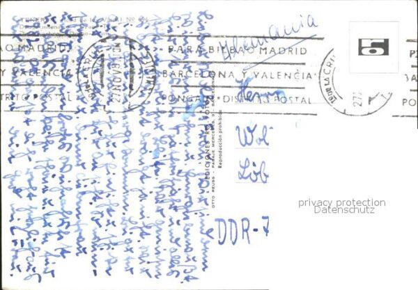 Tenerife Drago-Baum – Bild 2