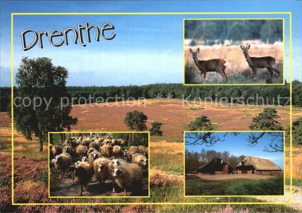 Drenthe Bauernhof Schafsherde