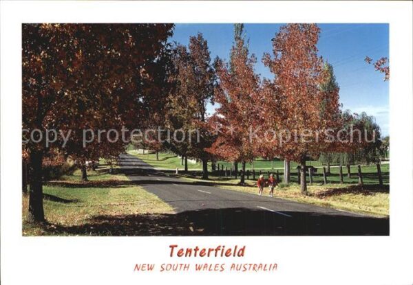 Tenterfield Liquid ambers at autumn time Mount Lind