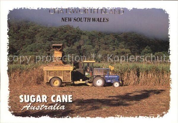 Chatsworth Island Sugar Industry Harvest of sweet sugar c