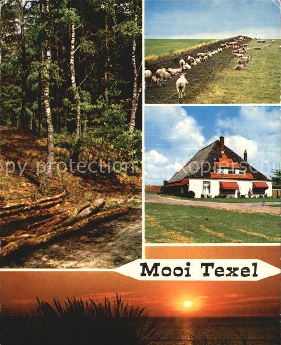 Texel Waldpartie Schafeherde Wohnhaus Sonnenu