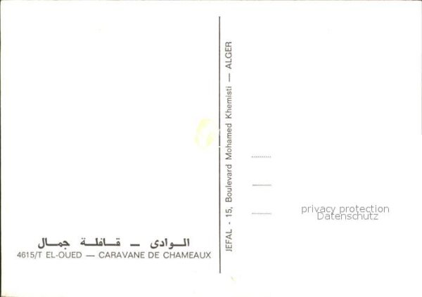 El Oued Caravane de Chameaux – Bild 2