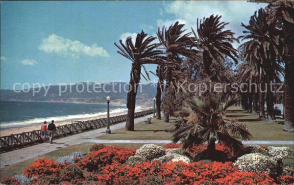 Santa Monica Gorgeous geranium bed Palisades Park