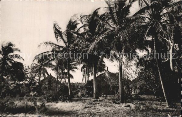 Senegal Cases sous les Cocotiers