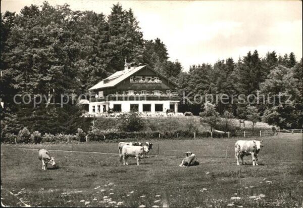 Bad Heilbrunn Pension Waldrast Viehweide Kühe