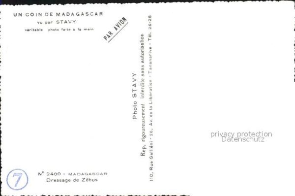 Madagaskar Jugendliche Kuhgespann – Bild 2