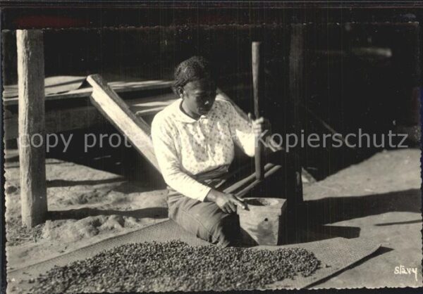 Tananarive Madagascar Kaffeeernte