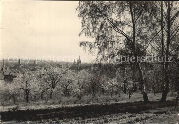 Werder Havel Panorama Baumblüte
