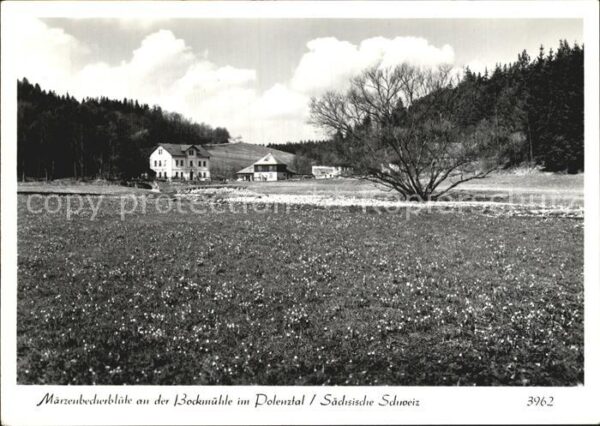 Polenztal Märzenbecherblüte an der Bockmühle