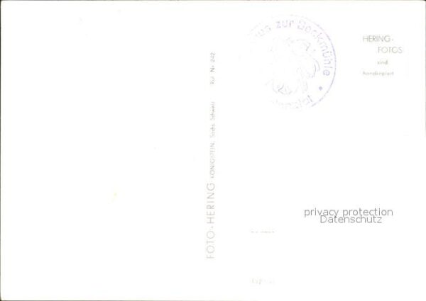 Polenztal Märzenbecherblüte an der Bockmühle – Bild 2