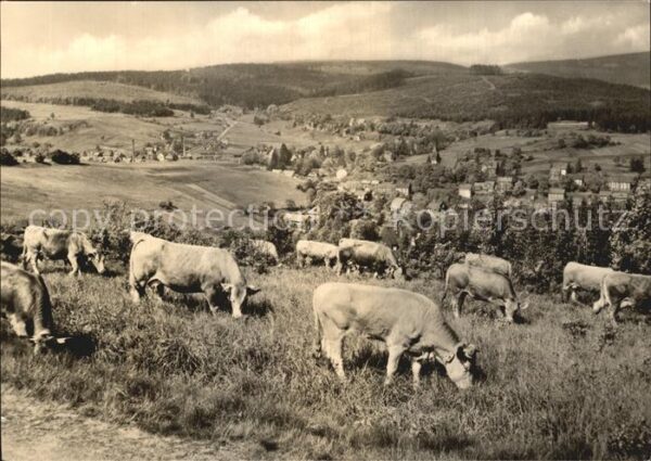 Stuetzerbach Panorama Viehweide Kühe