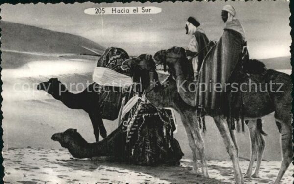 Kamel  Camel Chameau Hacia el Sur