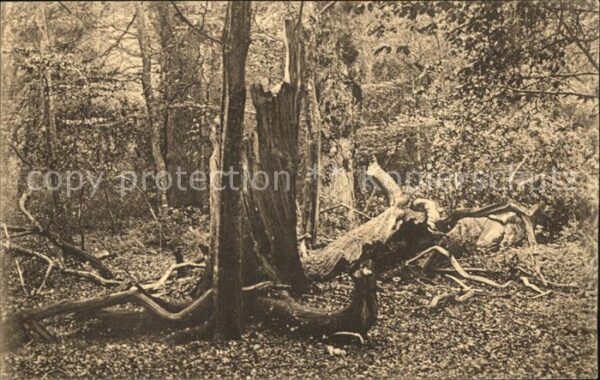 Baeume Trees Urwald Varel