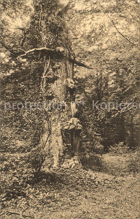 Baeume Trees Varel