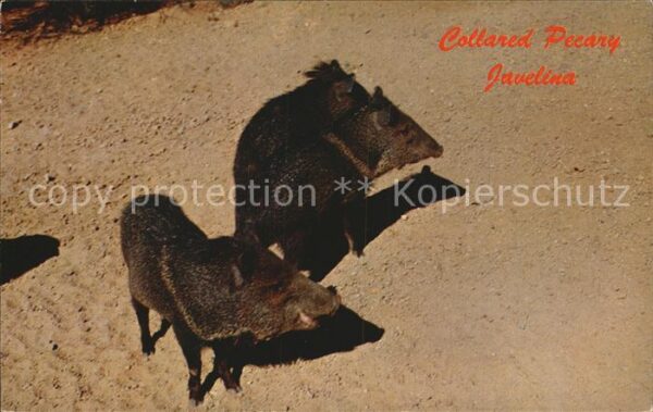 Schweine Collared peccary Javelina Halsbandpekar