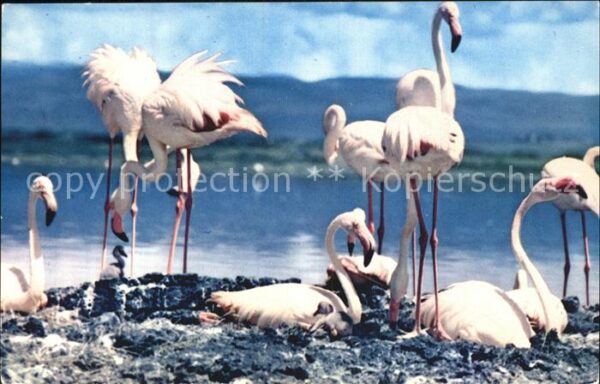 Flamingo Lake Nakuru Kenya