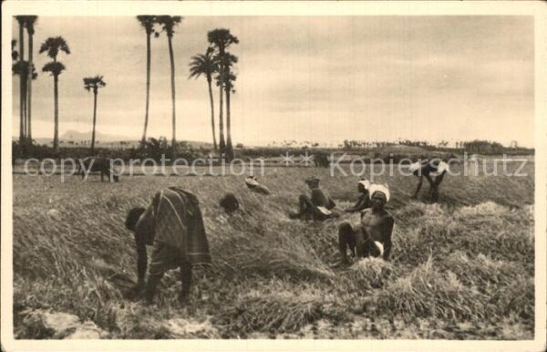 Ernte Landwirtschaft Reisernte Süd-Indien