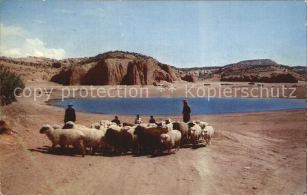 Schafe Sheep Raising Indian Country