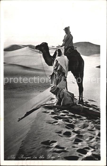 Kamel  Camel Chameau Prayer in the Desert