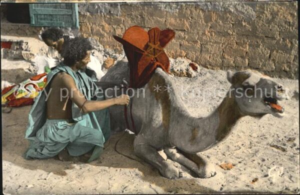 Kamel  Camel Chameau Mauritanie Maure sellant sa Monture