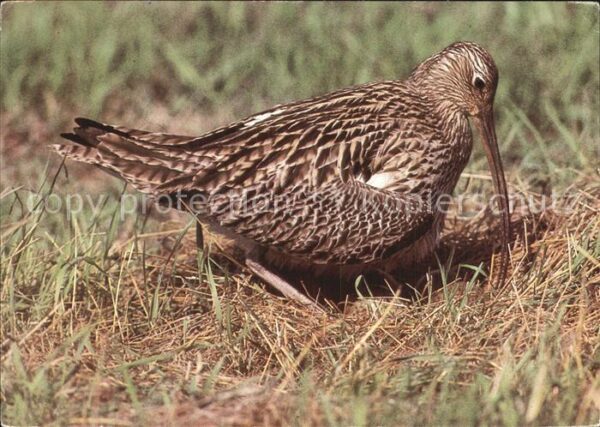 Voegel Brachvogel