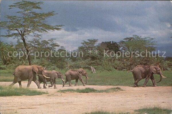 Elefant Elefanten
