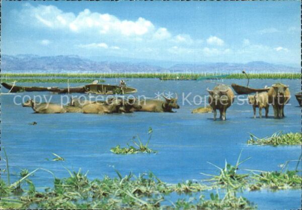 Bueffel Wasserbüffel Carabao Laguna Bay Philipp