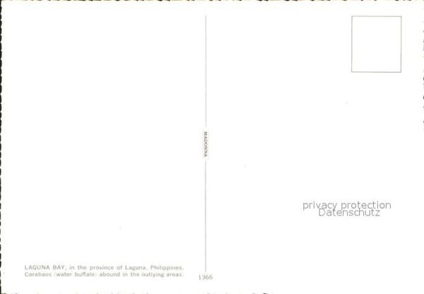 Bueffel Wasserbüffel Carabao Laguna Bay Philipp – Bild 2
