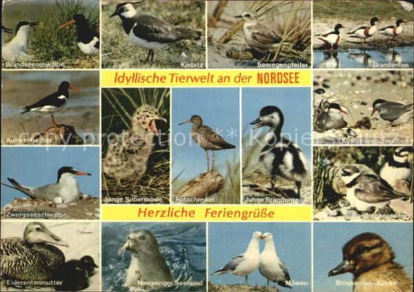 Tiere Nordsee Austernfischer Rotschenkel Bran