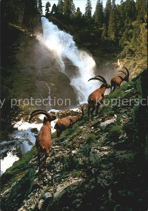 Steinbock Krimmler Wasserfälle