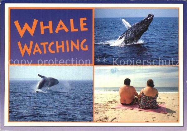 Wal Whale Watching