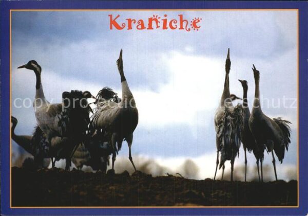 Voegel Kraniche