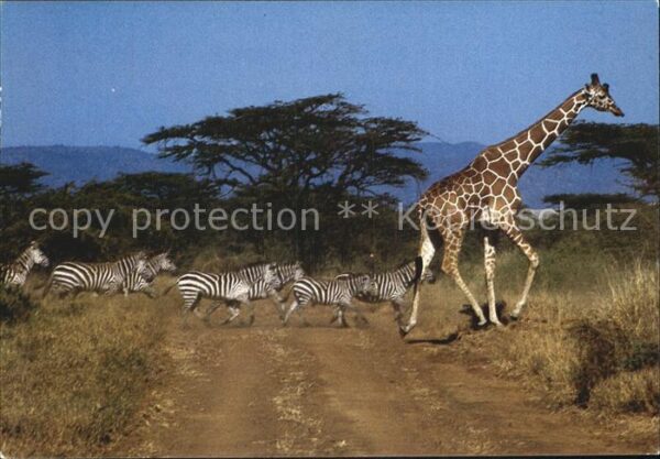 Giraffe Zebras