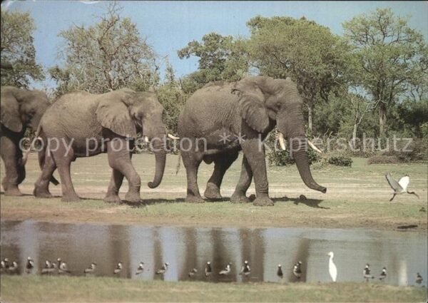 Elefant
