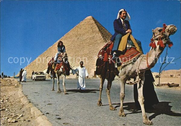 Kamel  Camel Chameau Giza Biggest Pyramid