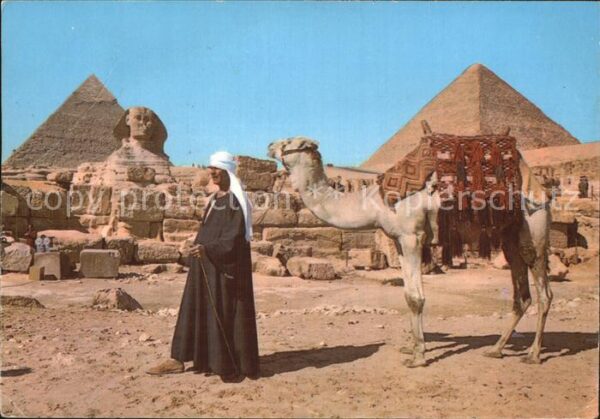 Kamel  Camel Chameau Giza Sphinx Pyramids of Cheops and Chep